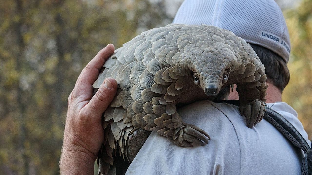 Pangolin: Kulu's Journey (2025) การเดินทางของคูลู