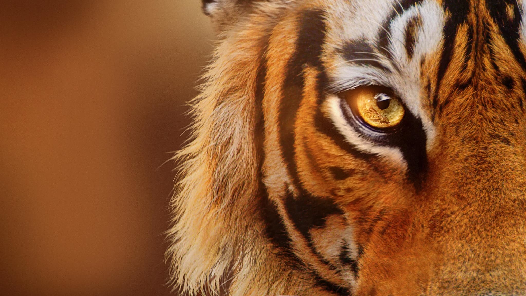 Tigers on the Rise (2024)